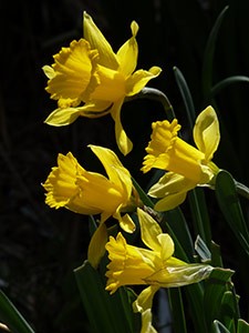 Gredos Daffodils - Narcissus pseudonarcissus © John Muddeman
